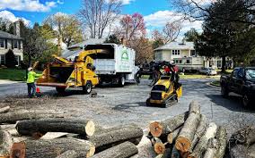 Best Tree Trimming and Pruning  in Lambertville, MI